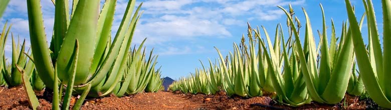 plantáž Aloe Vera plantáž Aloe Vera